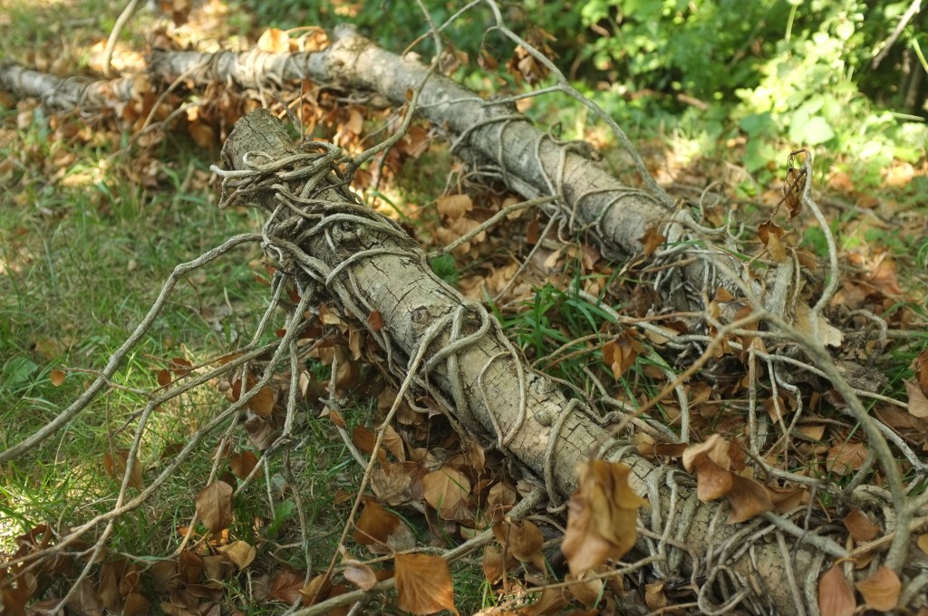 无用32之11:传递